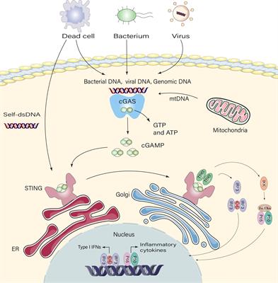 The effects of cGAS-STING inhibition in liver disease, kidney disease, and cellular senescence